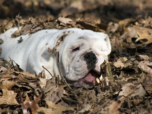English Bulldog, Leaf