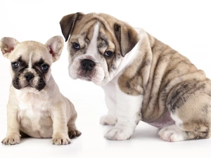 Dogs, French Bulldog, English Bulldog, Puppy