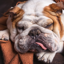 shawl, dog, English Bulldog