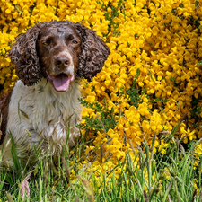 dog, Yellow, Flowers, English Springer Spaniel