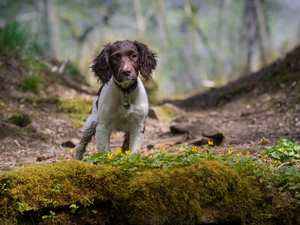 dog, scarp, Plants, English Cocker Spaniel