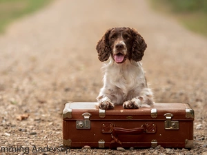 dog, case, Way, English Springer Spaniel