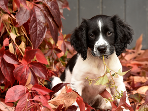 Leaf, English Springer Spaniel, Puppy