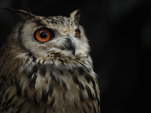 owl, Eurasian Eagle-Owl