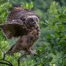 owl, trees, Leaf, Eurasian Eagle-Owl