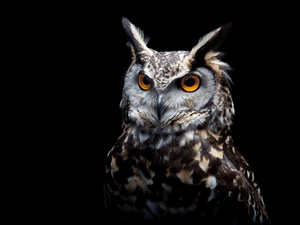 black background, owl, Eurasian Eagle-Owl