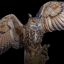 spread, wings, owl, Eurasian Eagle-Owl, Bird