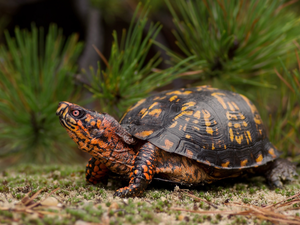 Plants, European Pond Turtle, litter