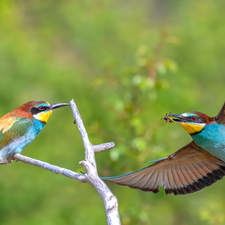 European bee-eater, Two cars, wings, Twigs, spread, birds