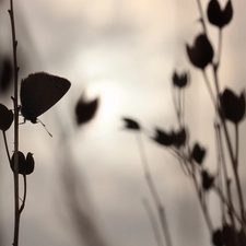 evening, butterfly, Plants