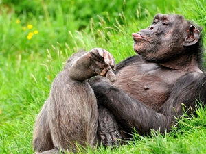 chimpanzee, Tounge, grass, exhausted