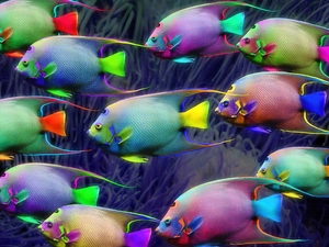 exotic, color, fishes
