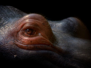 eye, hippo