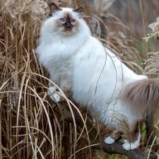 dry, grass, Blue Eyed, trees, Burmese Cat