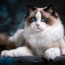 Blue Eyed, cat, Ragdoll, Longhaired