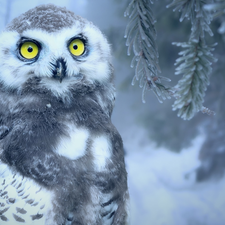 Snowy Owl, Bird, Eyes, twig, Yellow, young