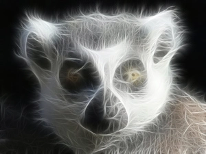 Great, Eyes, Black, background, lemur