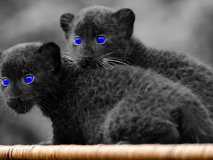 Blue, Eyes, Black, cats, wild