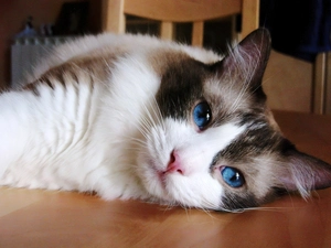 Eyes, kitten, Blue