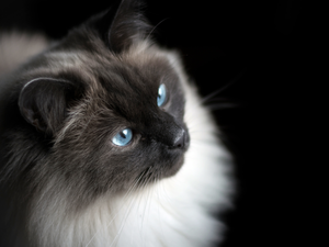 Burmese Cat, Blue, Eyes