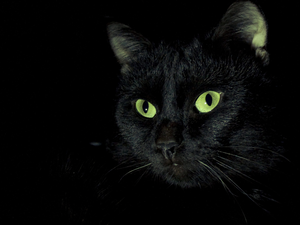 Eyes, Black, cat