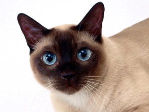 Blue, Eyes, cat, siamese, Brown
