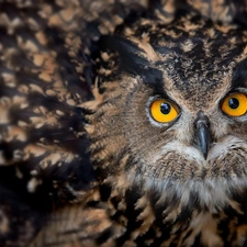 owl, Yellow, Eyes, Eurasian Eagle-Owl