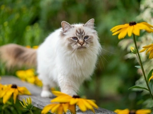Eyes, Ragdoll Cat, Yellow Flowers, Blue, fluffy, Bench, blur