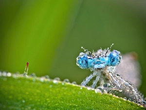 drops, water, Blue, Eyes, dragon-fly