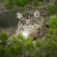 Eyes, branch pics, The look, green ones, Norwegian Forest Cat