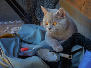 British Shorthair Cat, Eyes, bag, honey