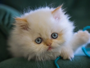 Eyes, White, kitten