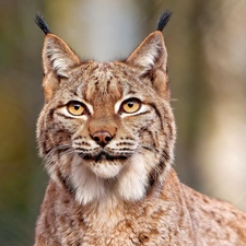Lynx, Eyes
