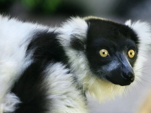Eyes, lemur, muzzle