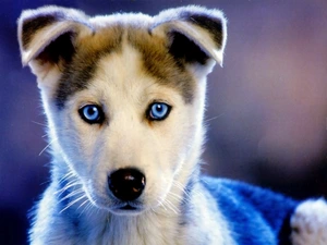 Puppy, Eyes, Siberian Husky, mouth