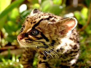 Black, Eyes, small, green, Margay