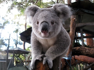 Eyes, Koala, Wood