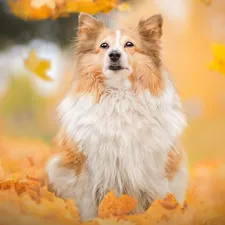 dog, Falling, Leaf, shetland Sheepdog