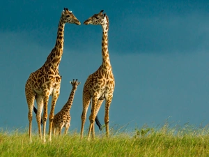 giraffe, savanna, Africa, Family