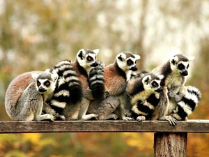 Family, Lemurów
