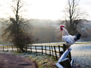 rooster, trees, viewes, Fance
