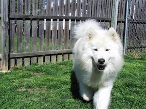 Fance, Samojed, wooden