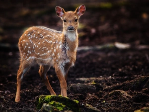 fawn