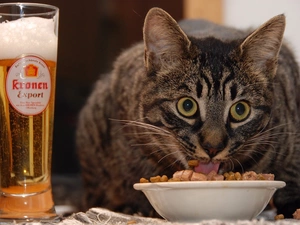 Cat, Beer, food, feast