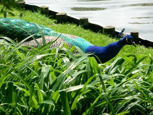 feather, peacock, Blue