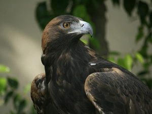feather, eagle, Brown