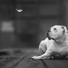 dog, boxer, feather, White