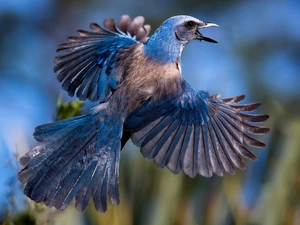 tail, feather, jay, wings, Bird