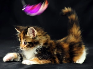 feather, small, kitten