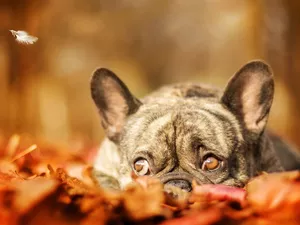 dog, feather, Leaf, French Bulldog